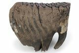 Baby Mammoth Molar - Siberia #269752-1